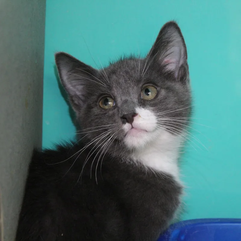 A baby large-sized male Gray & White Domestic Short Hair cat named Guac for adoption in Yucca Valley, CA
