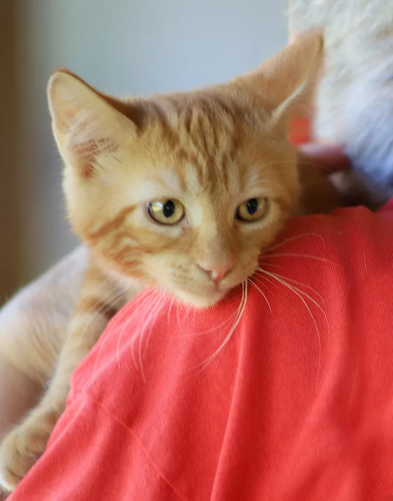 A baby medium-sized female Domestic Short Hair cat named Aayla for adoption in North Fort Myers, FL