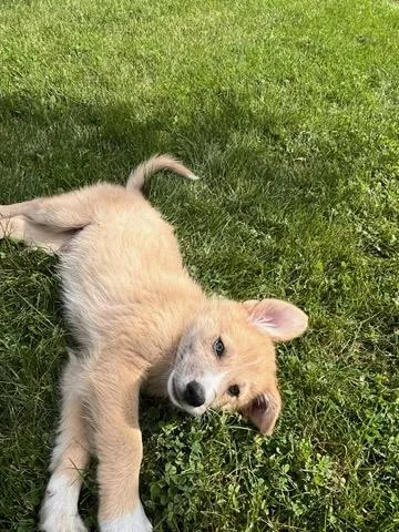 A baby large-sized male Apricot / Beige Mixed Breed dog named Willy for adoption in Polson, MT