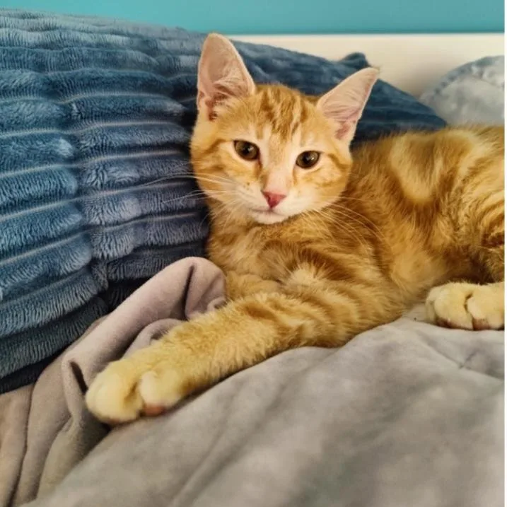 A baby medium-sized male Tabby (Orange / Red) Domestic Short Hair cat named Biscoff for adoption in Washington, PA