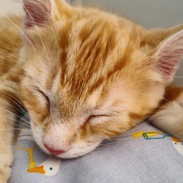 Biscoff thumbnail 2