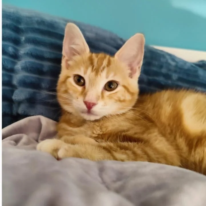 Biscoff thumbnail 3