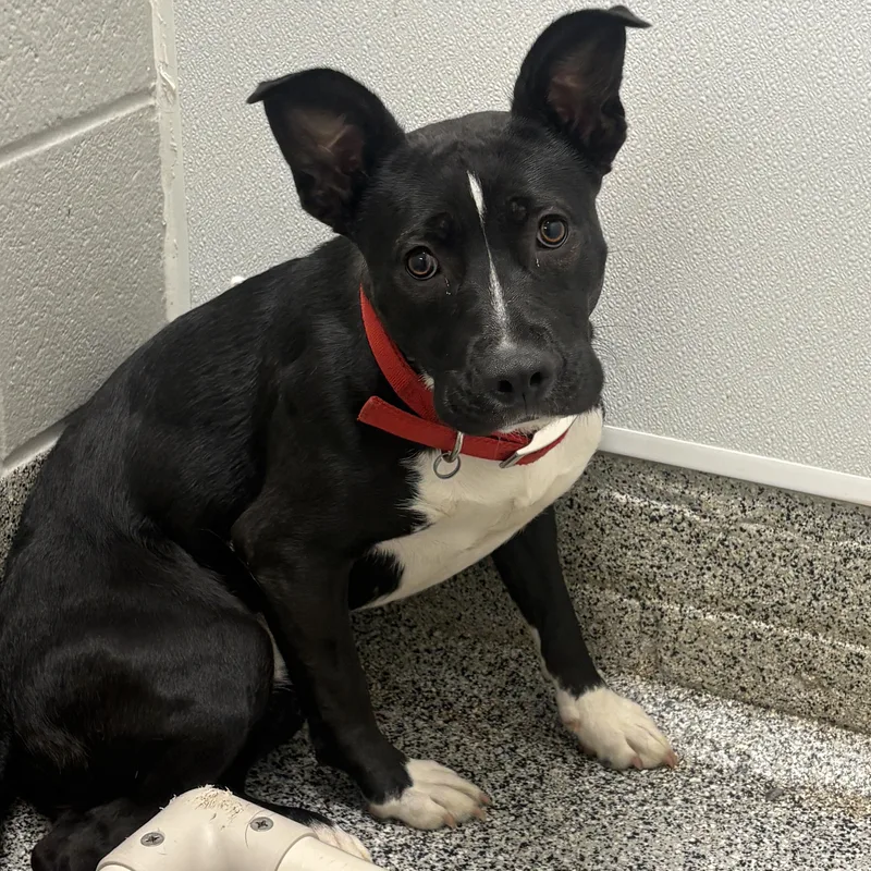 An adult medium-sized female Black Pit Bull Terrier dog named Shania for adoption in Detroit, MI