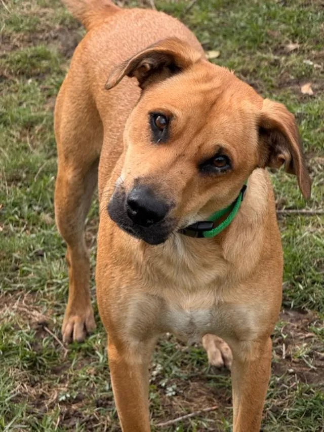 An adult medium-sized male Shepherd dog named Paulie for adoption in Albion, NY