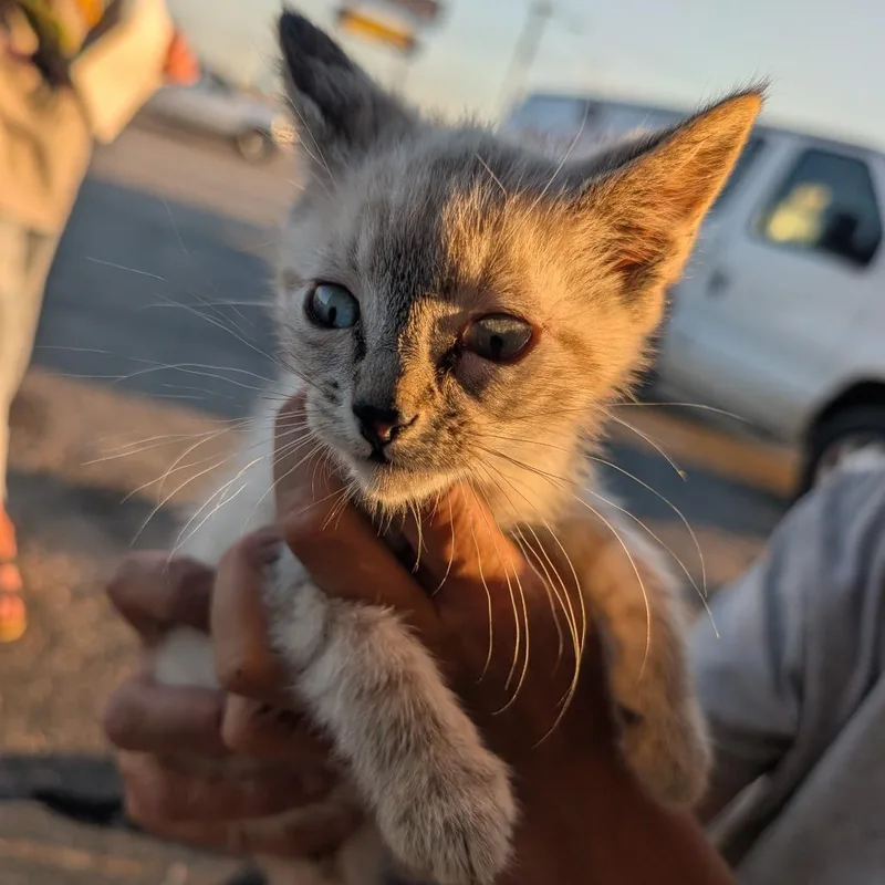 A baby small-sized male Cream / Ivory Siamese cat named Darker Lynx Pointshort Hair for adoption in West Plains, MO