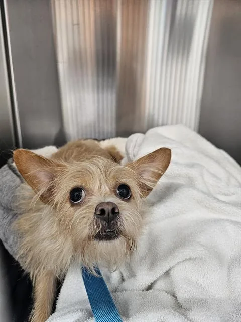 An adult small-sized female Welsh Terrier dog named Foxy for adoption in Fort Lauderdale, FL