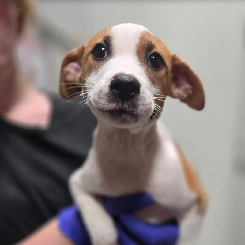 A baby medium-sized female Yellow / Tan / Blond / Fawn Terrier dog named Chaol for adoption in Hattiesburg, MS
