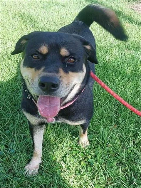 An adult large-sized female Rottweiler dog named Isla for adoption in Fort Lauderdale, FL