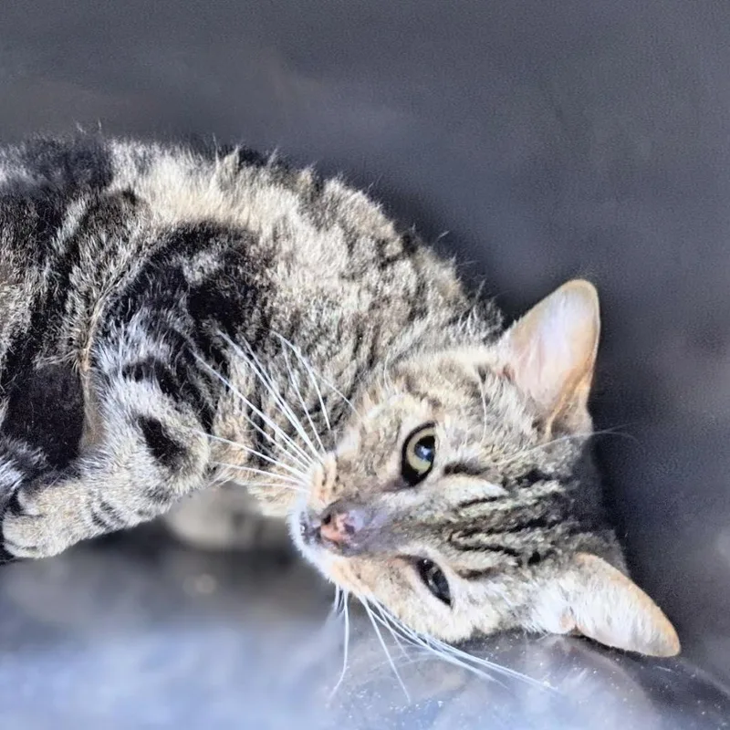 A senior medium-sized male Brown / Chocolate Domestic Short Hair cat named Benny Houston for adoption in Denver, CO