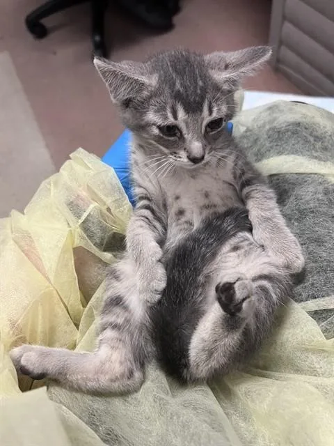 A baby small-sized male Domestic Short Hair cat named Nappa for adoption in San Jose, CA
