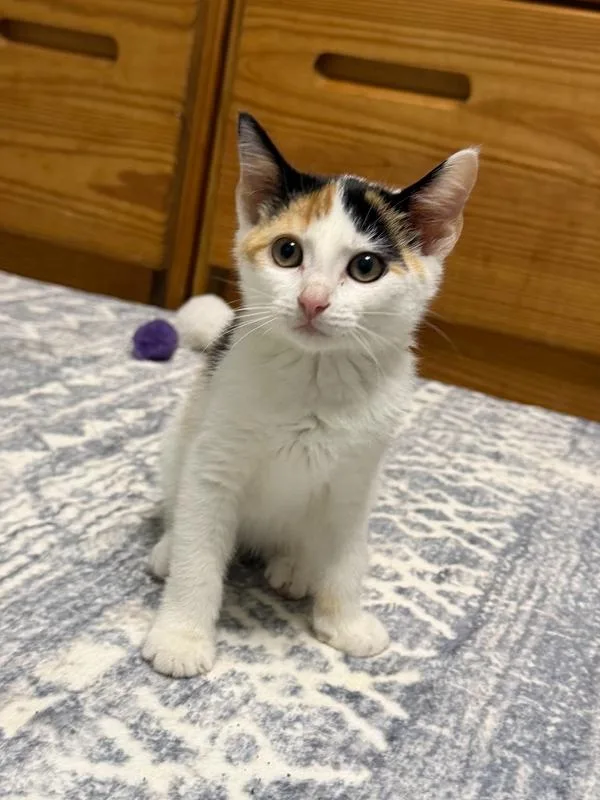 A baby small-sized female Black & White / Tuxedo Domestic Short Hair cat named Hanna for adoption in Woodbridge, VA