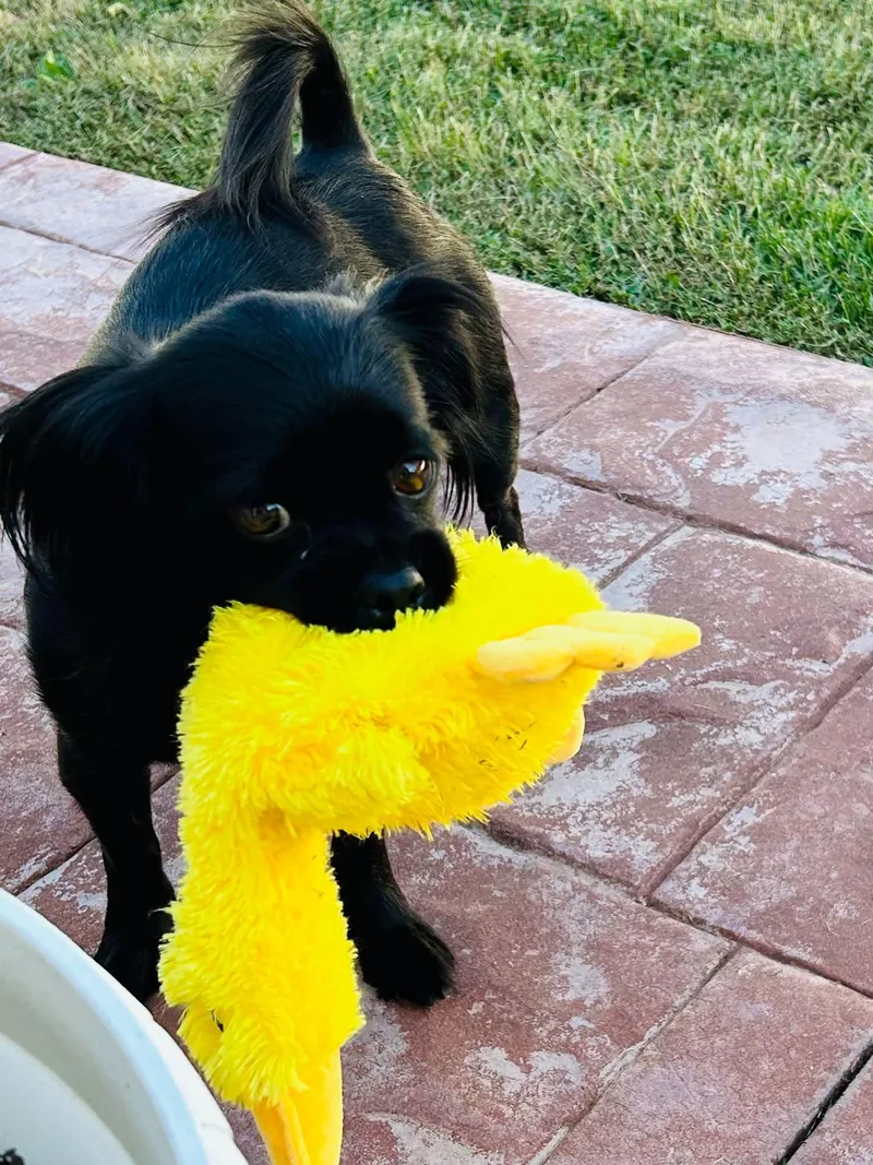 An adult small-sized female Pekingese dog named Adalynn for adoption in Yorktown, VA