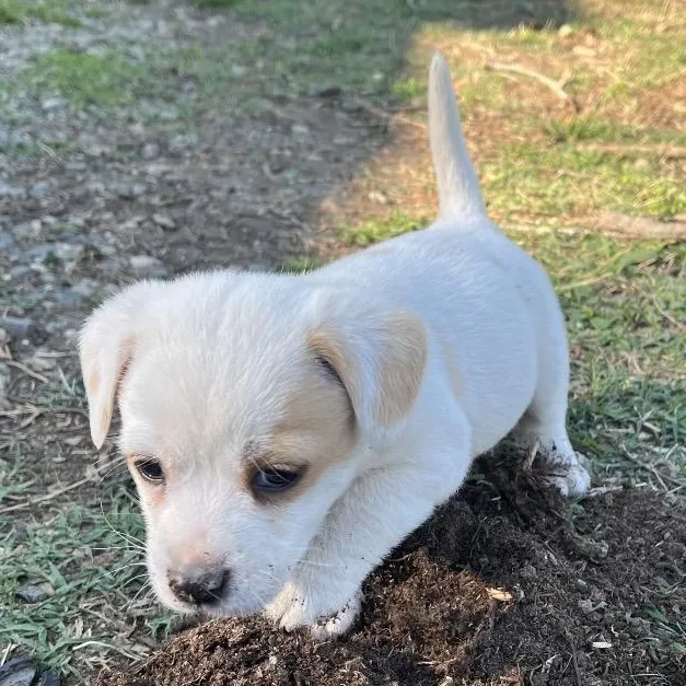 A baby small-sized male White / Cream Mixed Breed dog named Spring for adoption in Greensboro, NC