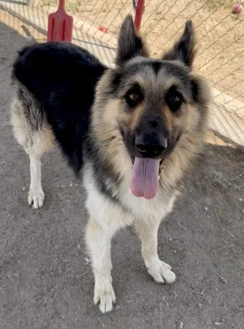 An adult large-sized male German Shepherd Dog dog named Dane for adoption in Bakersfield, CA