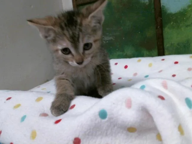 A baby small-sized female Domestic Short Hair cat named Lala for adoption in Houston, TX