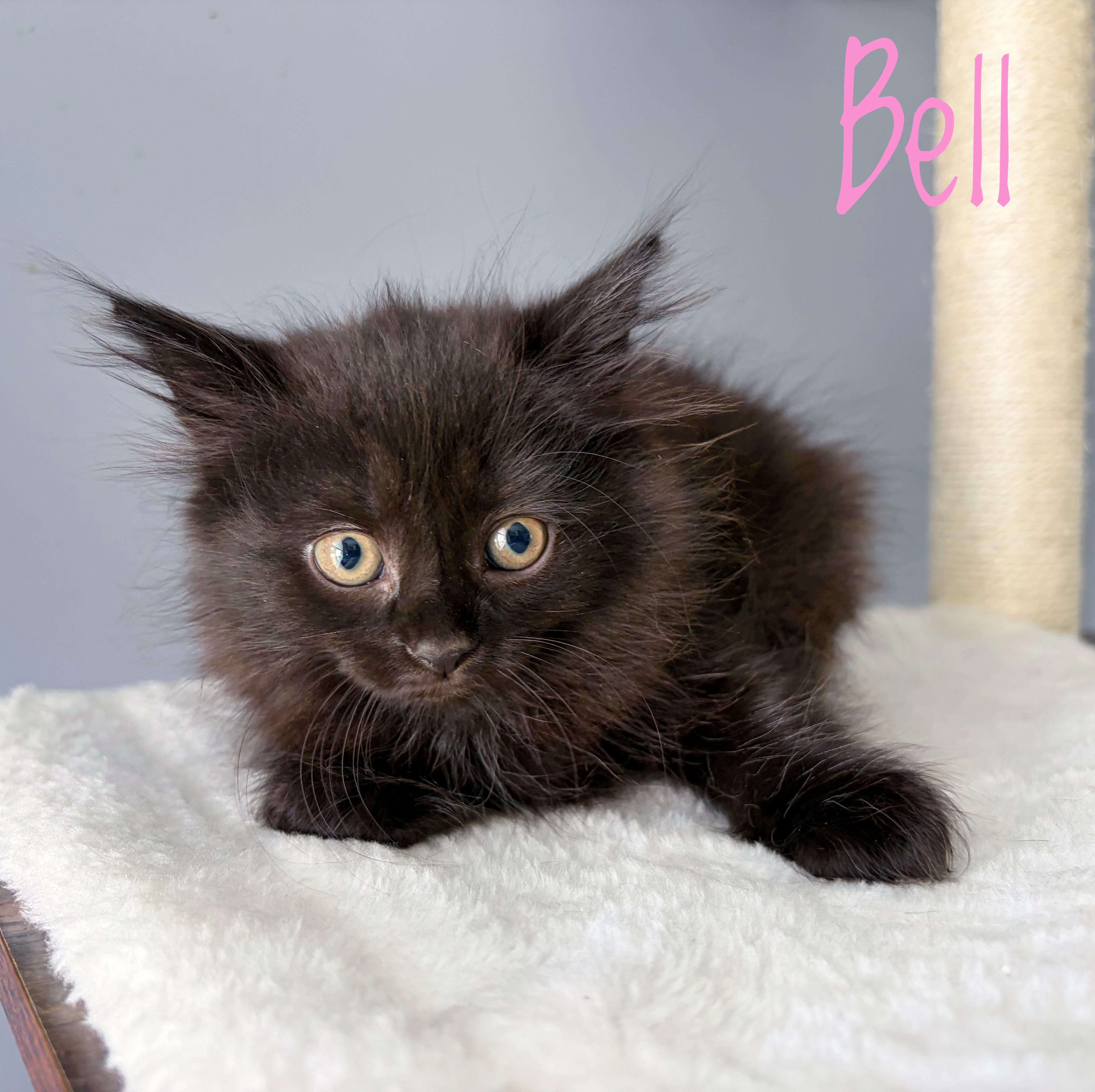 A baby medium-sized female Black Domestic Long Hair cat named Bell for adoption in Bethel, OH