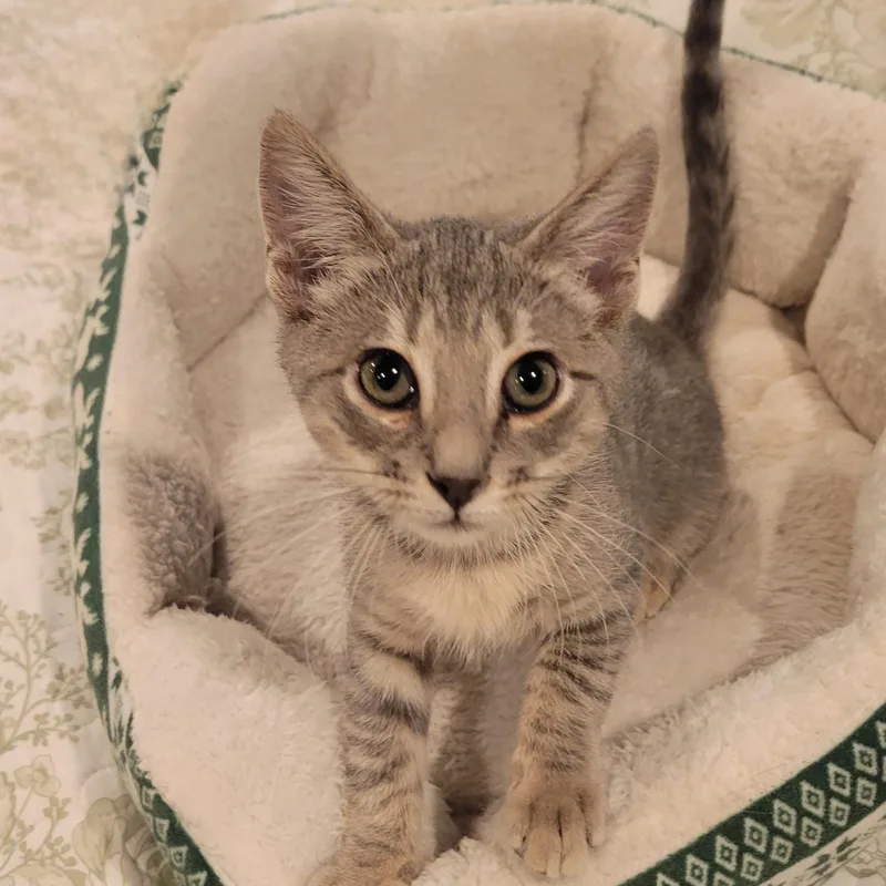 A baby medium-sized female Tabby (Gray / Blue / Silver) Tabby cat named Madelyn for adoption in Pawleys Island, SC