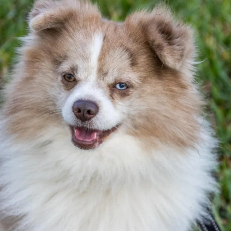 Palimino thumbnail 5