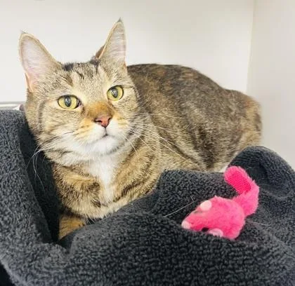An adult large-sized female Domestic Short Hair cat named Fawn for adoption in Savannah, GA