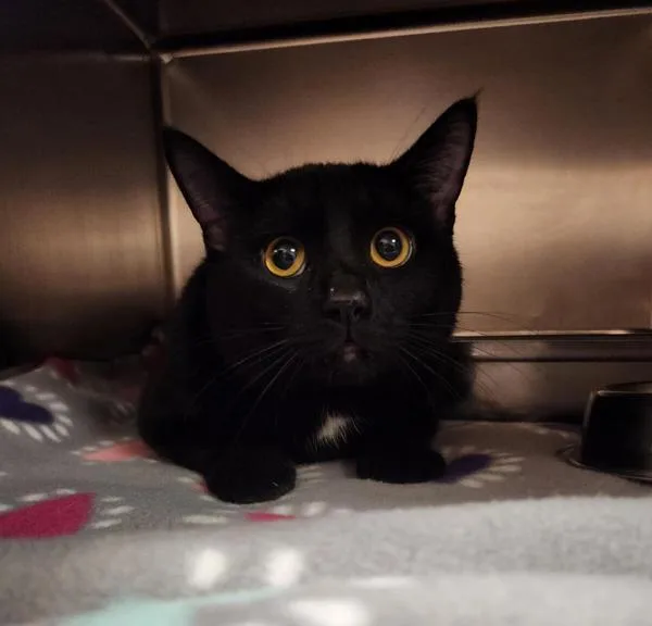 An adult medium-sized male Domestic Short Hair cat named Ray for adoption in Great Falls, MT