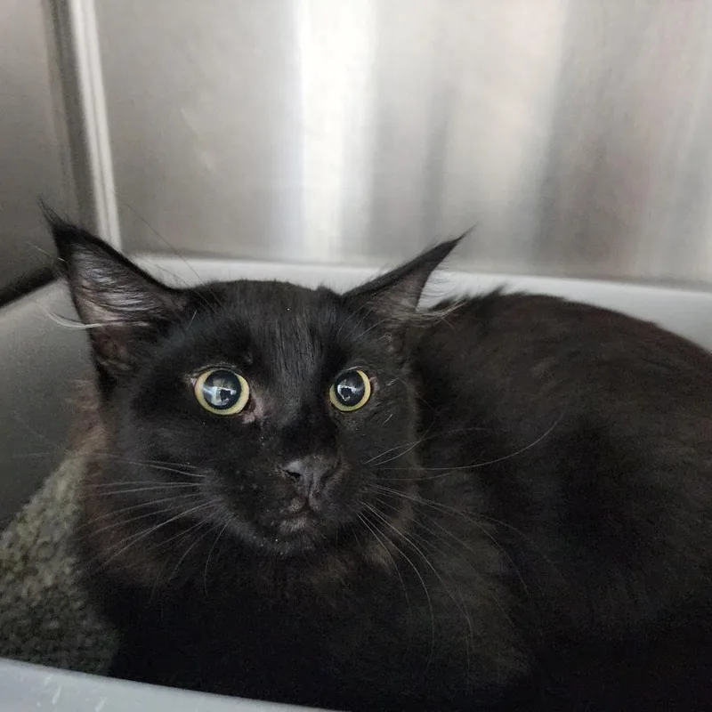 A young medium-sized male Black Domestic Medium Hair cat named Luke for adoption in Dixon, IL