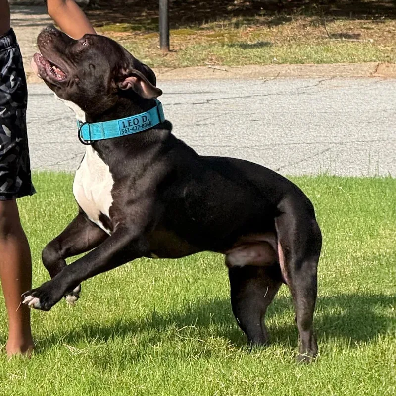 A young extra large-sized male Black Mixed Breed dog named Leo for adoption in West Palm Beach, FL