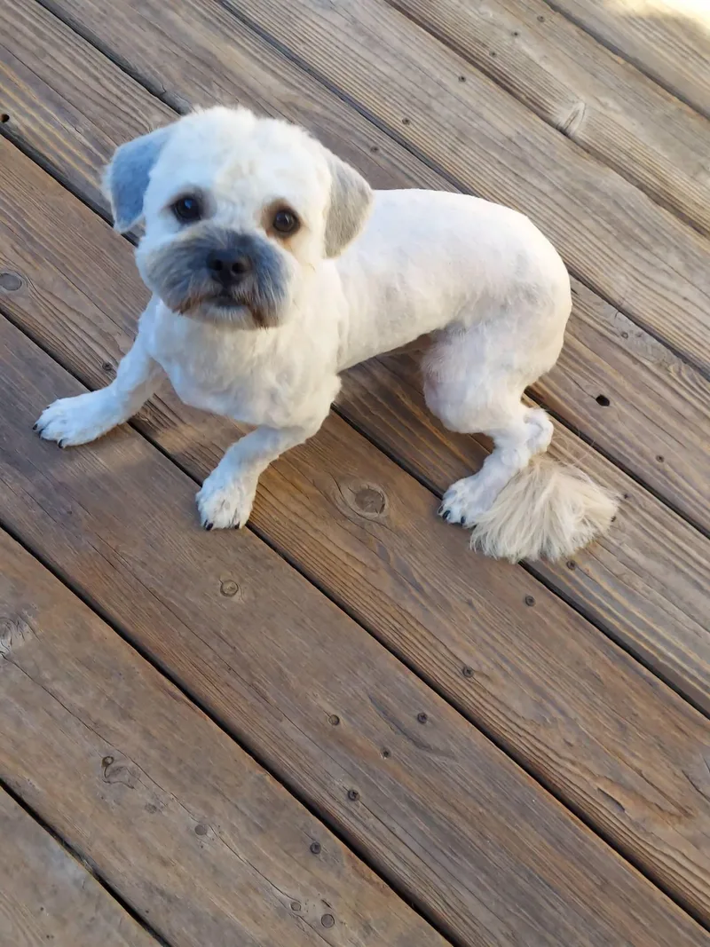 A young small-sized male Shih poo dog named Casino for adoption in Oakland, CA