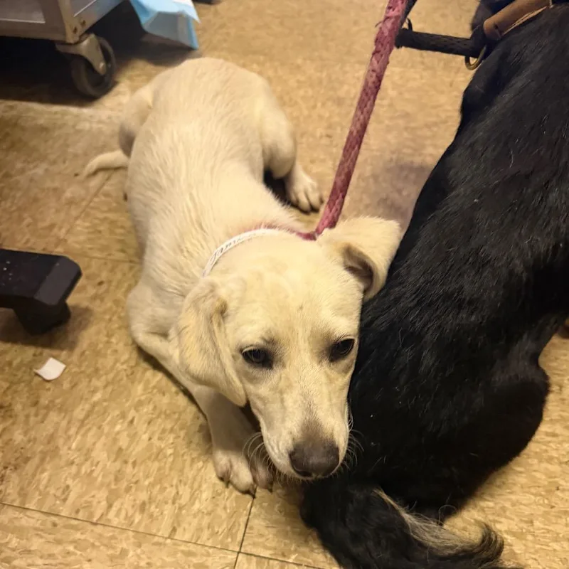 A young small-sized female White / Cream Chihuahua dog named Jamica for adoption in Birmingham, AL