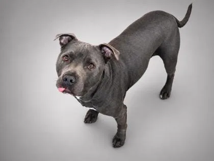 An adult medium-sized male Pit Bull Terrier dog named Bandit for adoption in Bowling Green, KY