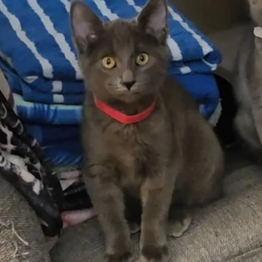 A baby small-sized female Gray / Blue / Silver Domestic Short Hair cat named Lil for adoption in Belleville, IL