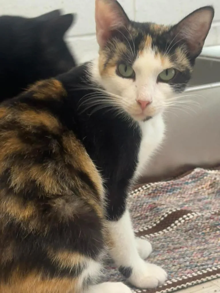 A young medium-sized female Domestic Short Hair cat named Smarties for adoption in Marion, OH