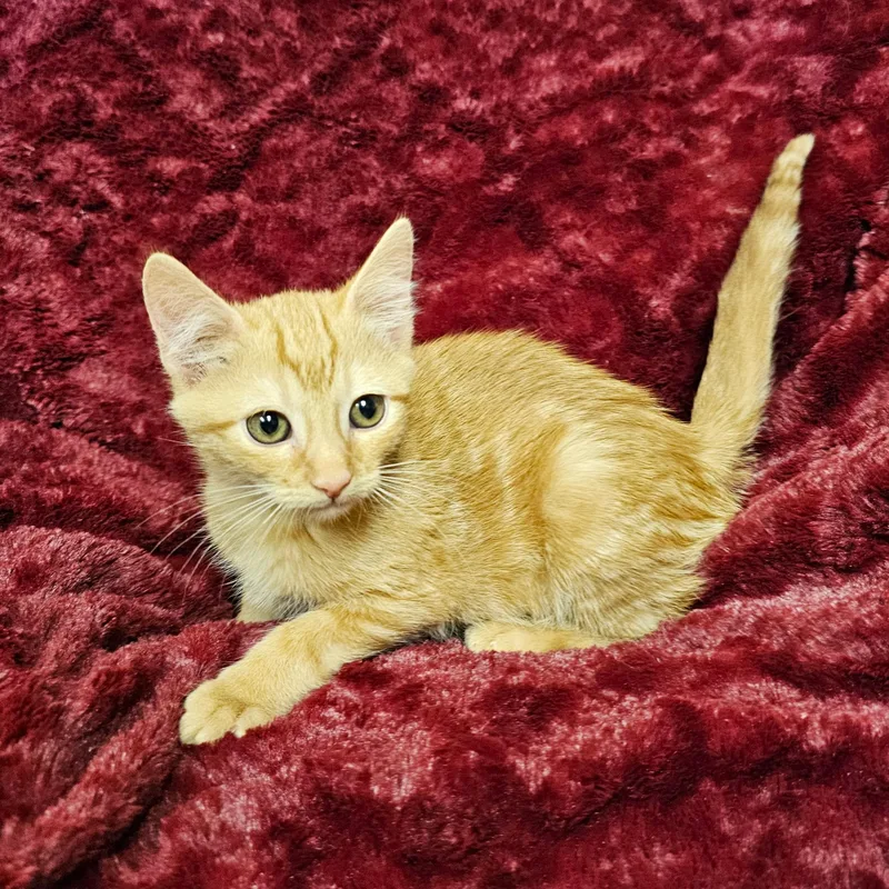A baby medium-sized female Tabby (Orange / Red) Domestic Short Hair cat named Cider for adoption in Searcy, AR