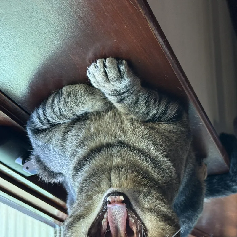 A young medium-sized female Tabby (Brown / Chocolate) Tabby cat named Chester for adoption in Medford, MA