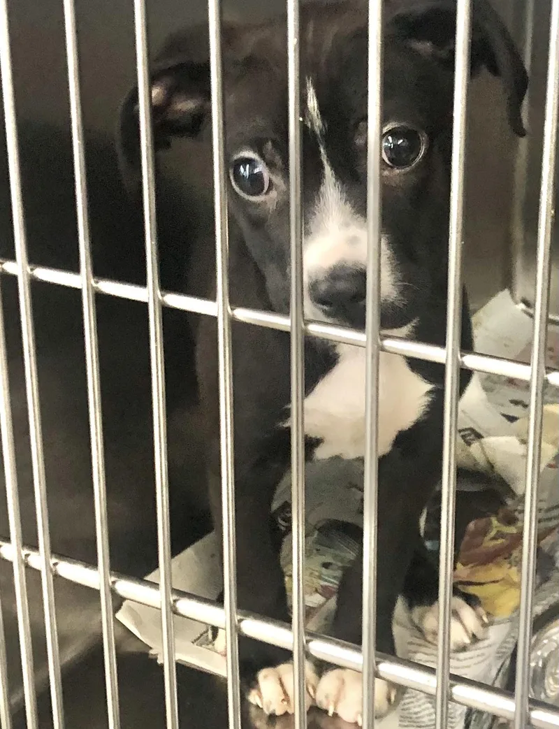 A baby medium-sized male Black Mixed Breed dog named Felix for adoption in Parma, OH
