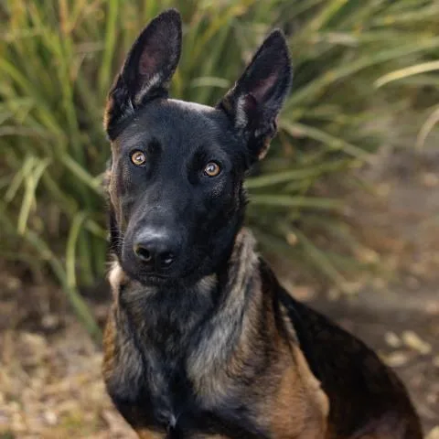 A young large-sized female Belgian Shepherd / Malinois dog named Rachel for adoption in Camarillo, CA