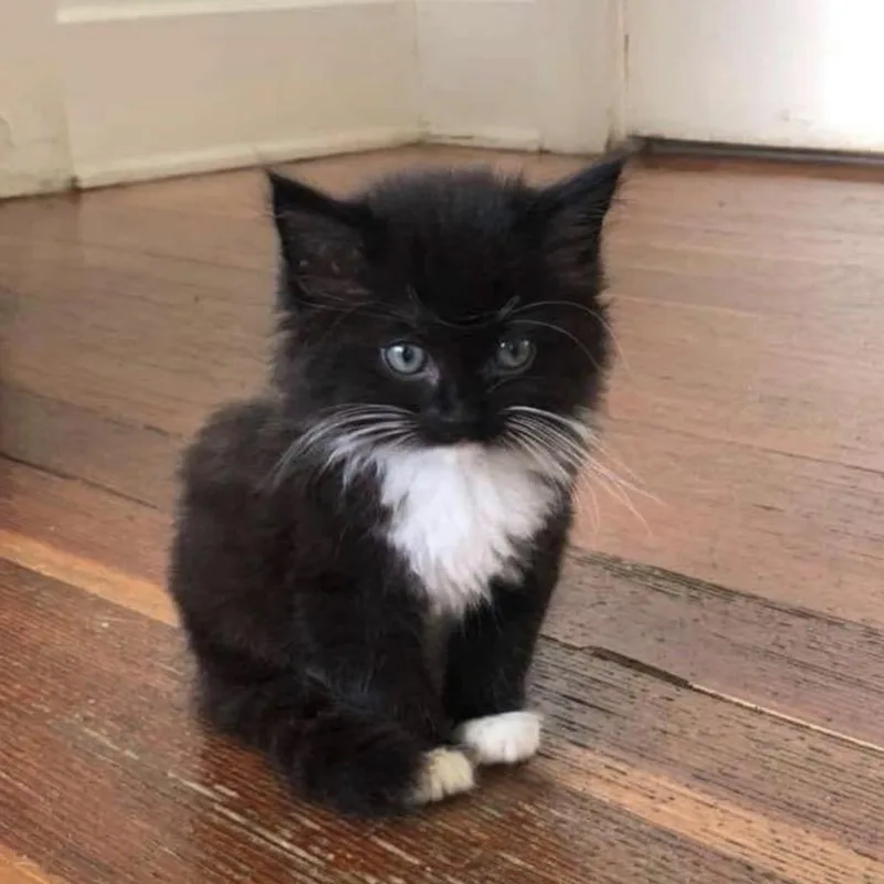 A baby small-sized female Black Domestic Long Hair cat named Paige for adoption in Carmel, IN