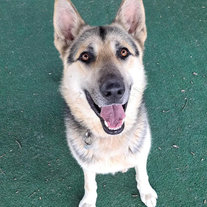 An adult medium-sized male Gray / Blue / Silver German Shepherd Dog dog named Fritz for adoption in Alexandria, VA