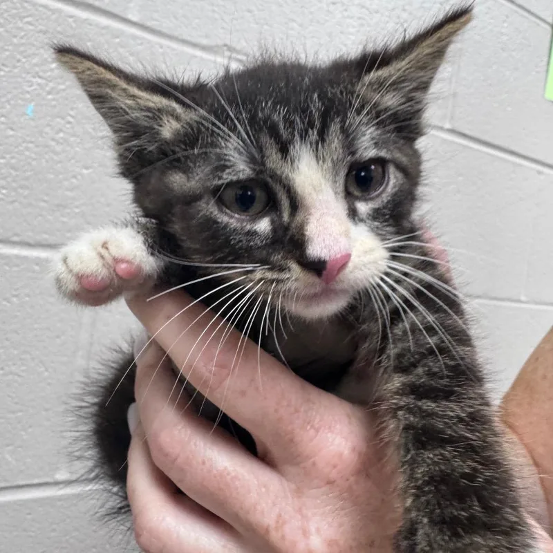 A baby small-sized male Gray / Blue / Silver Domestic Short Hair cat named Reaper for adoption in Lufkin, TX