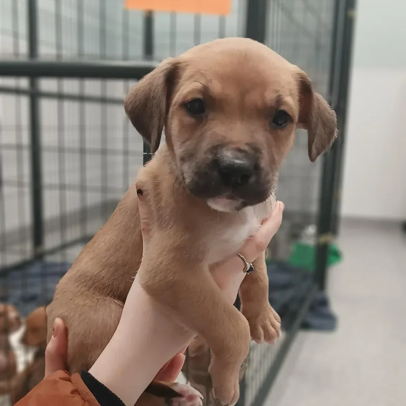 A young medium-sized male Brown / Chocolate Terrier dog named Ken for adoption in Mooresville, NC