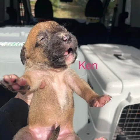 Ken thumbnail 4