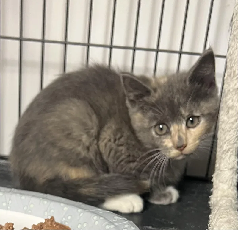 A baby medium-sized female Domestic Short Hair cat named Neesie for adoption in Knoxville, GA
