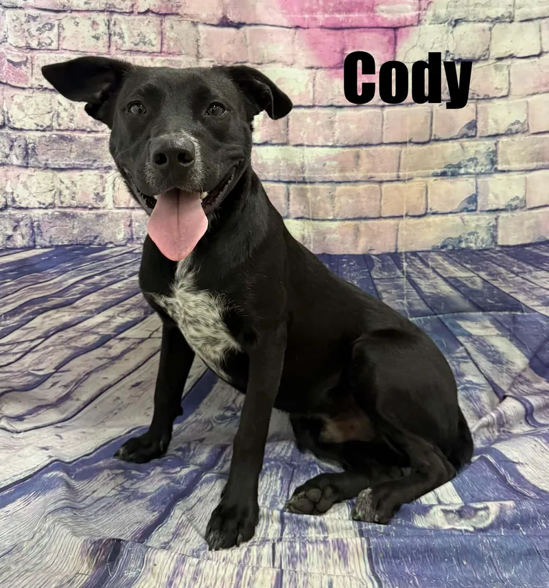 Cody thumbnail 2