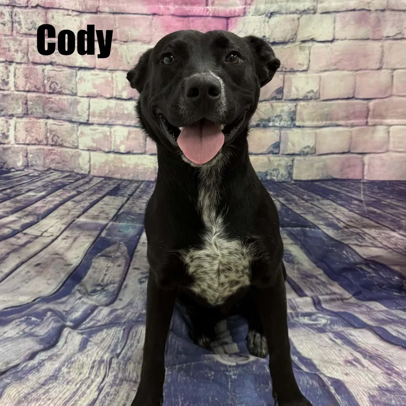 Cody thumbnail 3