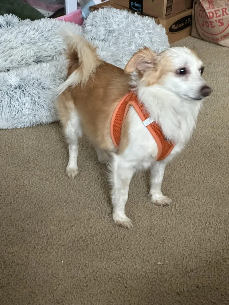 An adult small-sized male Spaniel dog named Augi for adoption in Orange, CA