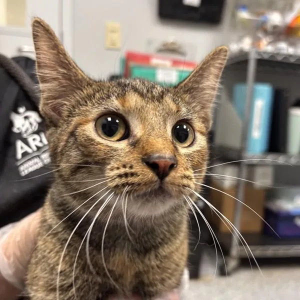 A young small-sized female Domestic Short Hair cat named Elenor for adoption in Des Moines, IA