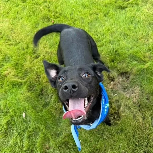 A young medium-sized female Black Labrador Retriever dog named Roxie for adoption in Mooresville, NC