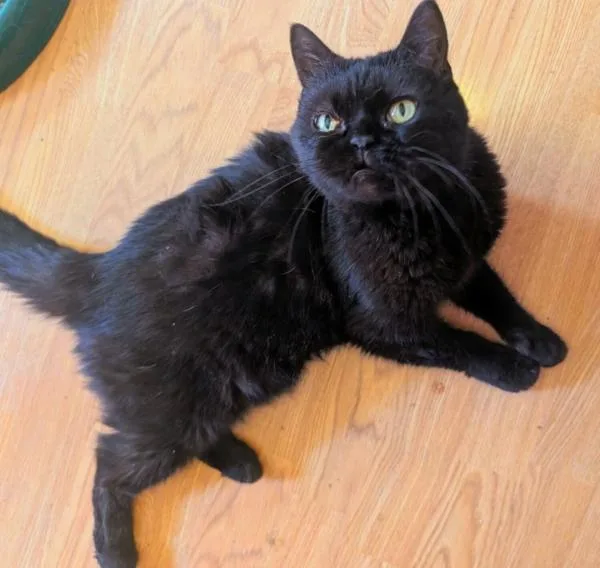 An adult medium-sized male Black Selkirk Rex cat named Kobe for adoption in Kenosha, WI