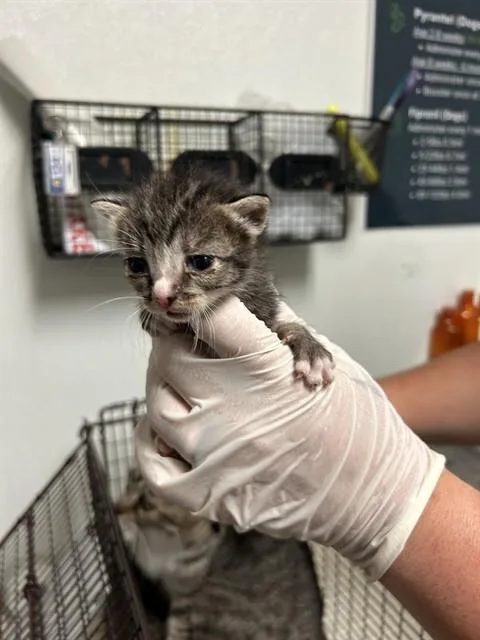 A baby small-sized male Domestic Short Hair cat named Rudy for adoption in Bakersfield, CA
