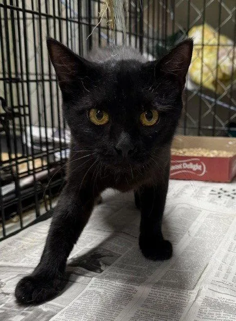 An adult medium-sized female Domestic Short Hair cat named Lily for adoption in Apollo, PA