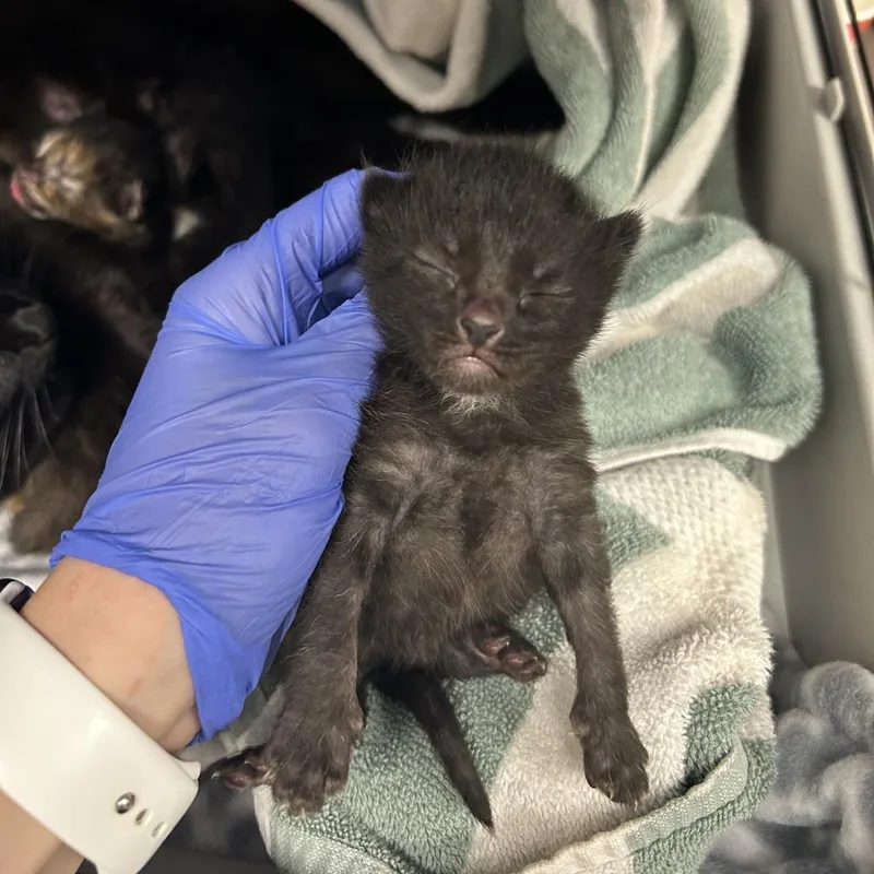 A baby small-sized male Black Domestic Short Hair cat named Florian for adoption in Norfolk, NE